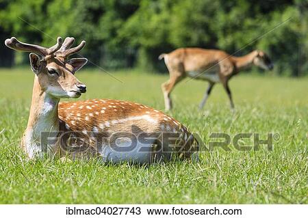 "Young Fallow Deer (Dama dama), Lainz Game Reserve, Vienna, Austria, Europe" View Large Photo Image Stock Image - "Young Fallow Deer (Dama dama), Lainz Game Reserve, Vienna, Austria, Europe". Fotosearch