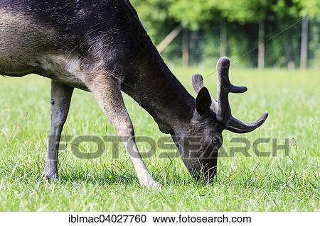 "Young Fallow Deer (Dama dama), Lainz Game Reserve, Vienna, Austria, Europe" View Large Photo Image Stock Image - "Young Fallow Deer (Dama dama), Lainz Game Reserve, Vienna, Austria, Europe". Fotosearch