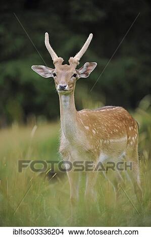 "Young fallow deer (Dama dama), single spike antler in velvet, captive, Bavaria, Germany, Europe" View Large Photo Image Picture - "Young fallow deer (Dama dama), single spike antler in velvet, captive, Bavaria, Germany, Europe". Fotosearch