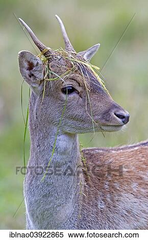 "Young fallow deer (Dama dama), Denmark, Europe" View Large Photo Image Stock Photography - "Young fallow deer (Dama dama), Denmark, Europe". Fotosearch