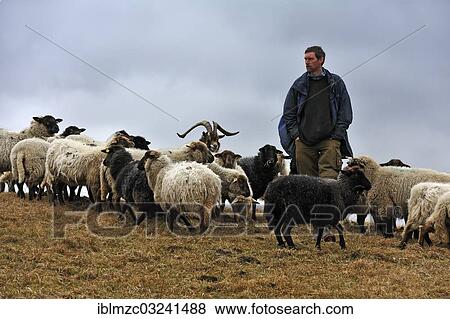 Stock Photo - "Young farmer looking after his sheep, one goat at centre, Kalkberg, Nesow, Mecklenburg-Western Pomerania, Germany, Europe". Fotosearch