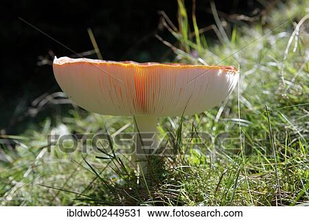 "Young fly agraric (Amanita muscaria), Hoernle, Ammergau Alps, Upper Bavaria, Germany, Europe" View Large Photo Image Stock Image - "Young fly agraric (Amanita muscaria), Hoernle, Ammergau Alps, Upper Bavaria, Germany, Europe". Fotosearch