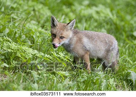 "Young fox (Vulpes vulpes) standing on a meadow, Tyrolean Unterland, Tyrol, Austria, Europe" View Large Photo Image Stock Image - "Young fox (Vulpes vulpes) standing on a meadow, Tyrolean Unterland, Tyrol, Austria, Europe". Fotosearch