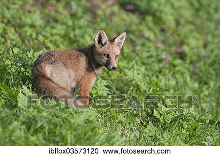 "Young fox (Vulpes vulpes) standing on a meadow, Tyrolean Unterland, Tyrol, Austria, Europe" View Large Photo Image Stock Image - "Young fox (Vulpes vulpes) standing on a meadow, Tyrolean Unterland, Tyrol, Austria, Europe". Fotosearch