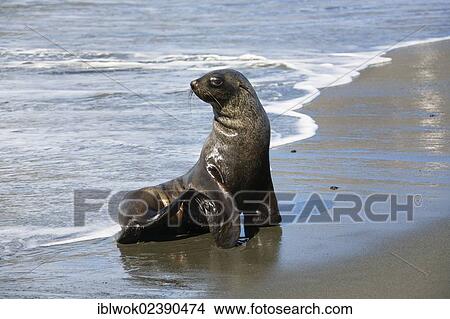 "Young fur seal (Acrocephalus gazella), South Georgia, Antarctica" View Large Photo Image Picture - "Young fur seal (Acrocephalus gazella), South Georgia, Antarctica". Fotosearch