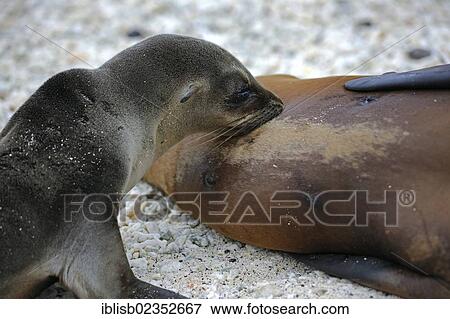 "Young Galapagos Sea Lion (Zalophus wollebaeki) being nursed by its mother, Genovesa Island, Galapagos Islands, UNESCO World Natural Heritage Site, Ecuador, South America" View Large Photo Image Stock Photo - "Young Galapagos Sea Lion (Zalophus wollebaeki) being nursed by its mother, Genovesa Island, Galapagos Islands, UNESCO World Natural Heritage Site, Ecuador, South America". Fotosearch