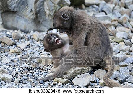 Stock Photo - "Young Gelada Baboons (Theropithecus gelada) fighting, Zoo, Zurich, Switzerland, Europe". Fotosearch