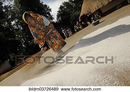 "Young girl sweeping flour together on the ground in the village of Idool, Idool, Adamawa Region, Cameroon, Africa" View Large Photo Image Stock Photo - "Young girl sweeping flour together on the ground in the village of Idool, Idool, Adamawa Region, Cameroon, Africa". Fotosearch