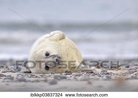 "Young gray seal (Halichoerus grypus) on the beach, Dune island, Helgoland, Schleswig-Holstein, Germany, Europe" View Large Photo Image Picture - "Young gray seal (Halichoerus grypus) on the beach, Dune island, Helgoland, Schleswig-Holstein, Germany, Europe". Fotosearch