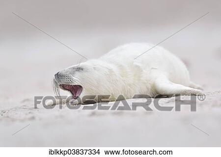 "Young gray seal (Halichoerus grypus) on the beach, Dune island, Helgoland, Schleswig-Holstein, Germany, Europe" View Large Photo Image Picture - "Young gray seal (Halichoerus grypus) on the beach, Dune island, Helgoland, Schleswig-Holstein, Germany, Europe". Fotosearch