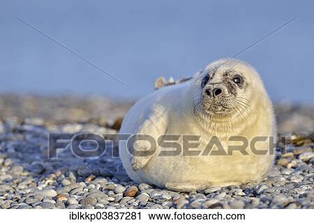 "Young gray seal (Halichoerus grypus) on the beach, Dune island, Helgoland, Schleswig-Holstein, Germany, Europe" View Large Photo Image Stock Image - "Young gray seal (Halichoerus grypus) on the beach, Dune island, Helgoland, Schleswig-Holstein, Germany, Europe". Fotosearch