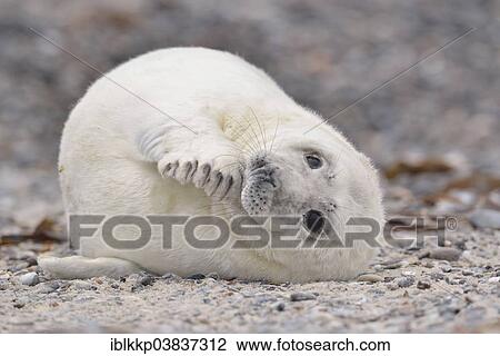 Stock Image - "Young gray seal (Halichoerus grypus) on the beach, Dune island, Helgoland, Schleswig-Holstein, Germany, Europe". Fotosearch