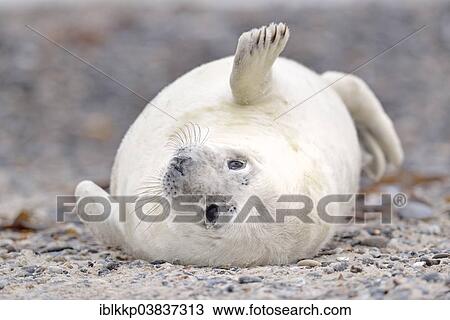 "Young gray seal (Halichoerus grypus) on the beach, Dune island, Helgoland, Schleswig-Holstein, Germany, Europe" View Large Photo Image Stock Image - "Young gray seal (Halichoerus grypus) on the beach, Dune island, Helgoland, Schleswig-Holstein, Germany, Europe". Fotosearch