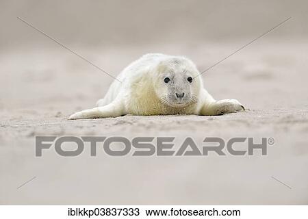 "Young gray seal (Halichoerus grypus) on the beach, Dune island, Helgoland, Schleswig-Holstein, Germany, Europe" View Large Photo Image Stock Image - "Young gray seal (Halichoerus grypus) on the beach, Dune island, Helgoland, Schleswig-Holstein, Germany, Europe". Fotosearch
