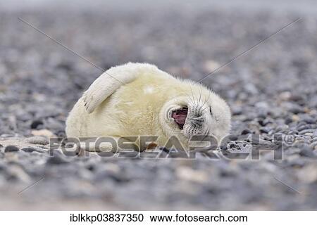 "Young gray seal (Halichoerus grypus) on the beach, Dune island, Helgoland, Schleswig-Holstein, Germany, Europe" View Large Photo Image Stock Image - "Young gray seal (Halichoerus grypus) on the beach, Dune island, Helgoland, Schleswig-Holstein, Germany, Europe". Fotosearch