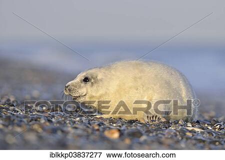 "Young gray seal (Halichoerus grypus) on the beach, Dune island, Helgoland, Schleswig-Holstein, Germany, Europe" View Large Photo Image Stock Photo - "Young gray seal (Halichoerus grypus) on the beach, Dune island, Helgoland, Schleswig-Holstein, Germany, Europe". Fotosearch