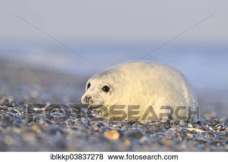 Stock Photo - "Young gray seal (Halichoerus grypus) on the beach, Dune island, Helgoland, Schleswig-Holstein, Germany, Europe". Fotosearch