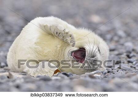 Stock Photo - "Young gray seal (Halichoerus grypus) on the beach, Dune island, Helgoland, Schleswig-Holstein, Germany, Europe". Fotosearch