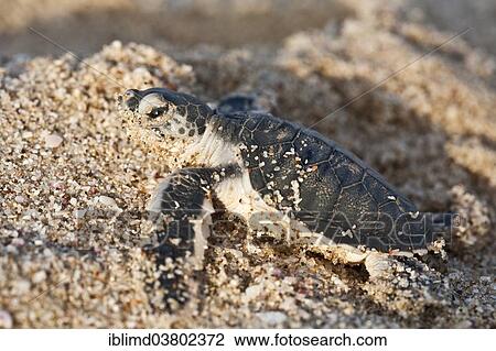 "Young Green Turtle (Chelonia mydas) on the beach, Oman, Asia" View Large Photo Image Stock Image - "Young Green Turtle (Chelonia mydas) on the beach, Oman, Asia". Fotosearch
