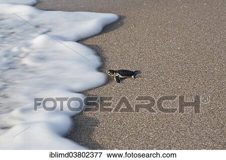 "Young Green Turtle (Chelonia mydas) on its way from the beach into the sea, Oman, Asia" View Large Photo Image Stock Photo - "Young Green Turtle (Chelonia mydas) on its way from the beach into the sea, Oman, Asia". Fotosearch