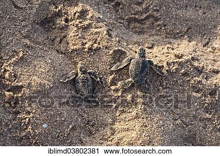 "Young Green Turtles (Chelonia mydas) on the beach, Oman, Asia" View Large Photo Image Stock Image - "Young Green Turtles (Chelonia mydas) on the beach, Oman, Asia". Fotosearch