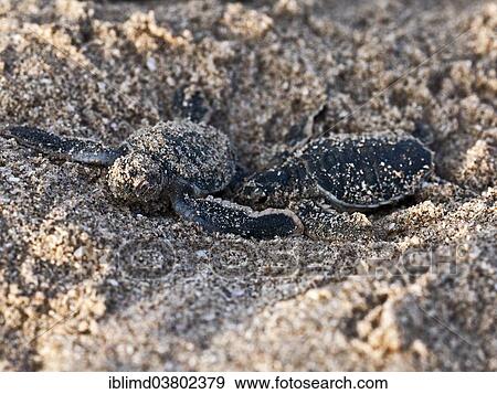 "Young Green Turtles (Chelonia mydas) on the beach, Oman, Asia" View Large Photo Image Stock Photo - "Young Green Turtles (Chelonia mydas) on the beach, Oman, Asia". Fotosearch