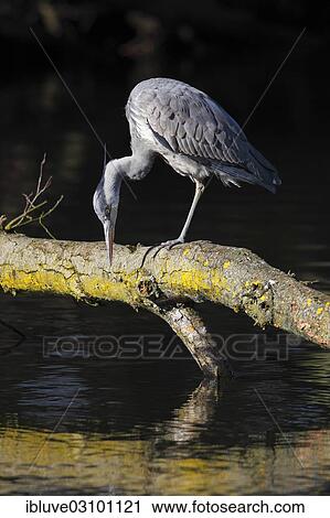 "Young Grey Heron (Ardea cinerea), juvenile plumage, standing on tree branch, Schleswig-Holstein, Germany, Europe" View Large Photo Image Stock Image - "Young Grey Heron (Ardea cinerea), juvenile plumage, standing on tree branch, Schleswig-Holstein, Germany, Europe". Fotosearch