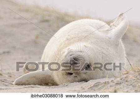 "Young Grey Seal (Halichoerus grypus), pup lying its back on the beach, Helgoland, Helgoland, Schleswig-Holstein, Germany, Europe" View Large Photo Image Stock Photo - "Young Grey Seal (Halichoerus grypus), pup lying its back on the beach, Helgoland, Helgoland, Schleswig-Holstein, Germany, Europe". Fotosearch