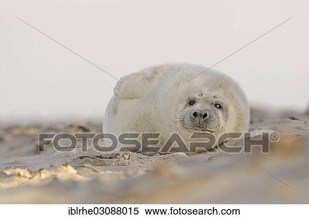 "Young Grey Seal (Halichoerus grypus), pup lying on the beach, Helgoland, Helgoland, Schleswig-Holstein, Germany, Europe" View Large Photo Image Stock Photography - "Young Grey Seal (Halichoerus grypus), pup lying on the beach, Helgoland, Helgoland, Schleswig-Holstein, Germany, Europe". Fotosearch