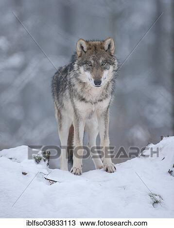 "Young Grey Wolf (Canis lupus) standing in the snow, captive, Bavaria, Germany, Europe" View Large Photo Image Stock Image - "Young Grey Wolf (Canis lupus) standing in the snow, captive, Bavaria, Germany, Europe". Fotosearch
