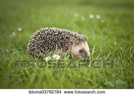 Picture - Young hedgehog (Erinaceus europaeus) in a meadow. Fotosearch