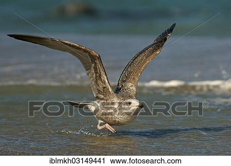 "Young Herring Gull (Larus argentatus) in juvenile plumage, Dune island, Helgoland, Schleswig-Holstein, Germany, Europe" View Large Photo Image Stock Image - "Young Herring Gull (Larus argentatus) in juvenile plumage, Dune island, Helgoland, Schleswig-Holstein, Germany, Europe". Fotosearch