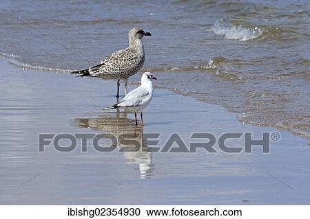 Stock Image - "Young Herring Gull (Larus argentatus) and a Black-headed Gull (Larus ridibundus) on a beach, Ahlbeck, Usedom Island, Mecklenburg-Western Pomerania, Germany, Europe". Fotosearch