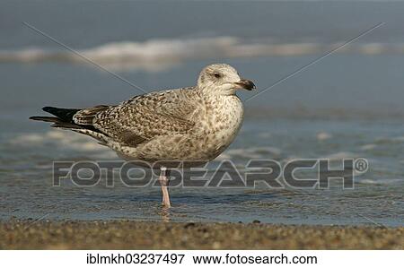 "Young Herring Gull (Larus argentatus) in juvenile plumage, Dune island, Helgoland, Schleswig-Holstein, Germany, Europe" View Large Photo Image Stock Photo - "Young Herring Gull (Larus argentatus) in juvenile plumage, Dune island, Helgoland, Schleswig-Holstein, Germany, Europe". Fotosearch