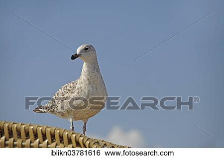 "Young herring gull (Larus argentatus) on a wicker beach chair, Kellenhusen, Baltic Sea, Schleswig-Holstein, Germany, Europe" View Large Photo Image Stock Photograph - "Young herring gull (Larus argentatus) on a wicker beach chair, Kellenhusen, Baltic Sea, Schleswig-Holstein, Germany, Europe". Fotosearch