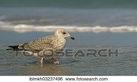 Stock Photograph - "Young Herring Gull (Larus argentatus) in juvenile plumage, Dune island, Helgoland, Schleswig-Holstein, Germany, Europe". Fotosearch