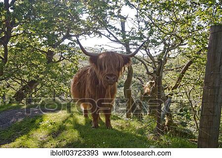 "Young Highland Cattle, Isle of Mull, Scotland, United Kingdom, Europe" View Large Photo Image Stock Image - "Young Highland Cattle, Isle of Mull, Scotland, United Kingdom, Europe". Fotosearch