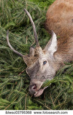"Young hunted down Red Deer (Cervus elaphus), Vulkan Eifel region, Rhineland-Palatinate, Germany, Europe" View Large Photo Image Stock Photo - "Young hunted down Red Deer (Cervus elaphus), Vulkan Eifel region, Rhineland-Palatinate, Germany, Europe". Fotosearch