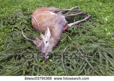 "Young hunted down Red Deer (Cervus elaphus), Vulkan Eifel region, Rhineland-Palatinate, Germany, Europe" View Large Photo Image Stock Photograph - "Young hunted down Red Deer (Cervus elaphus), Vulkan Eifel region, Rhineland-Palatinate, Germany, Europe". Fotosearch