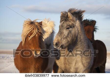 "Young Icelandic horses, foals, Norourland vestra, Iceland, Europe" View Large Photo Image Stock Photo - "Young Icelandic horses, foals, Norourland vestra, Iceland, Europe". Fotosearch