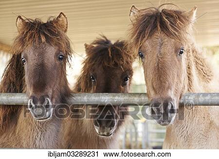 "Young Icelandic horses, Kerpen Eifel, Vulkan Eifel, Eifel, Rhineland-Palatinate, Germany, Europe" View Large Photo Image Stock Image - "Young Icelandic horses, Kerpen Eifel, Vulkan Eifel, Eifel, Rhineland-Palatinate, Germany, Europe". Fotosearch