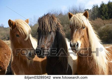 Stock Image - "Young Icelandic horses, stallions, Kerpen Eifel, Vulkan Eifel, Eifel, Rhineland-Palatinate, Germany, Europe". Fotosearch