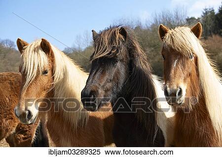 "Young Icelandic horses, stallions, Kerpen Eifel, Vulkan Eifel, Eifel, Rhineland-Palatinate, Germany, Europe" View Large Photo Image Stock Photography - "Young Icelandic horses, stallions, Kerpen Eifel, Vulkan Eifel, Eifel, Rhineland-Palatinate, Germany, Europe". Fotosearch