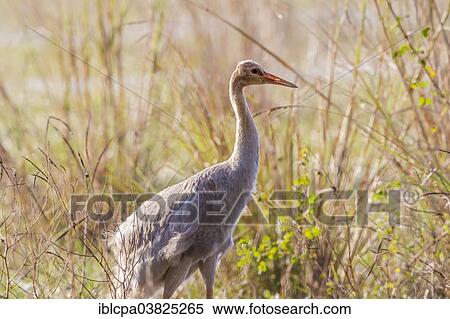 Stock Photography - "Young Indian Sarus Crane (Grus antigone antigone), Keoladeo National Park, Rajasthan, India, Asia". Fotosearch