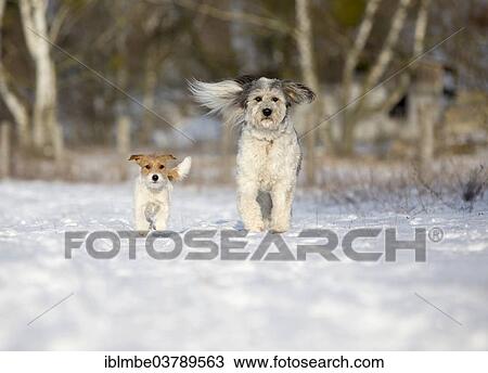 Stock Image - "Young Jack Russell Terrier bitch and a mixed-breed dog walking together, Doberitzer Heide, Wustermark, Brandenburg, Germany, Europe". Fotosearch