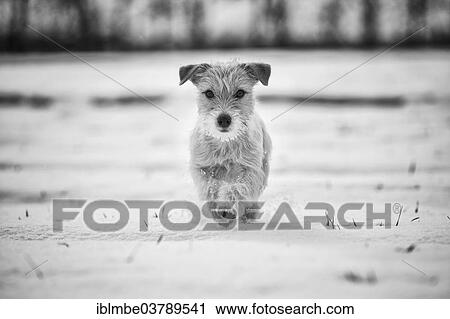 "Young Jack Russell Terrier bitch walking in snow, Doberitzer Heide, Wustermark, Brandenburg, Germany, Europe" View Large Photo Image Stock Image - "Young Jack Russell Terrier bitch walking in snow, Doberitzer Heide, Wustermark, Brandenburg, Germany, Europe". Fotosearch