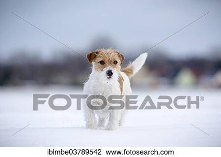 "Young Jack Russell Terrier bitch standing in snow, Doberitzer Heide, Wustermark, Brandenburg, Germany, Europe" View Large Photo Image Stock Image - "Young Jack Russell Terrier bitch standing in snow, Doberitzer Heide, Wustermark, Brandenburg, Germany, Europe". Fotosearch