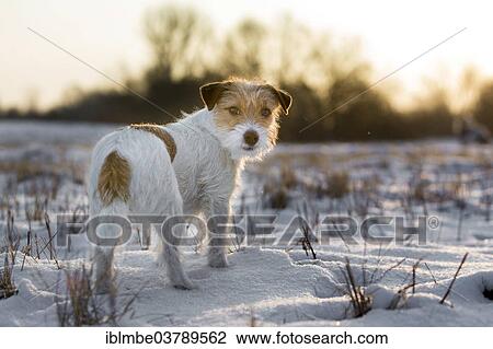 "Young Jack Russell Terrier bitch standing on a snow-covered field in the morning light, Doberitzer Heide, Wustermark, Brandenburg, Germany, Europe" View Large Photo Image Stock Image - "Young Jack Russell Terrier bitch standing on a snow-covered field in the morning light, Doberitzer Heide, Wustermark, Brandenburg, Germany, Europe". Fotosearch