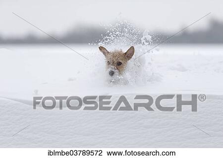 "Young Jack Russell Terrier bitch running across a field and sinking into the deep snow, Doberitzer Heath, Wustermark, Brandenburg, Germany, Europe" View Large Photo Image Stock Image - "Young Jack Russell Terrier bitch running across a field and sinking into the deep snow, Doberitzer Heath, Wustermark, Brandenburg, Germany, Europe". Fotosearch