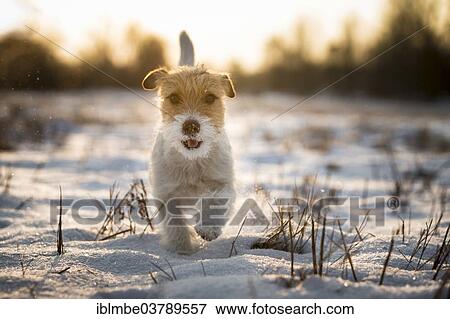 "Young Jack Russell Terrier bitch walking over a snow-covered field in the morning light, Doberitzer Heide, Wustermark, Brandenburg, Germany, Europe" View Large Photo Image Stock Photo - "Young Jack Russell Terrier bitch walking over a snow-covered field in the morning light, Doberitzer Heide, Wustermark, Brandenburg, Germany, Europe". Fotosearch